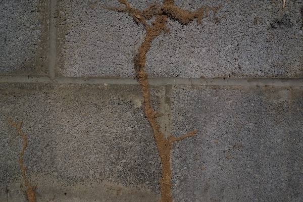 Termite mud tube on a concrete wall, a sign of termites in Virginia