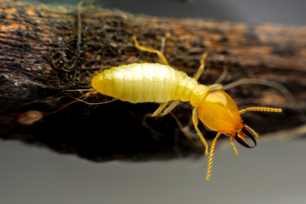 yellow and white termite crawling out of wood