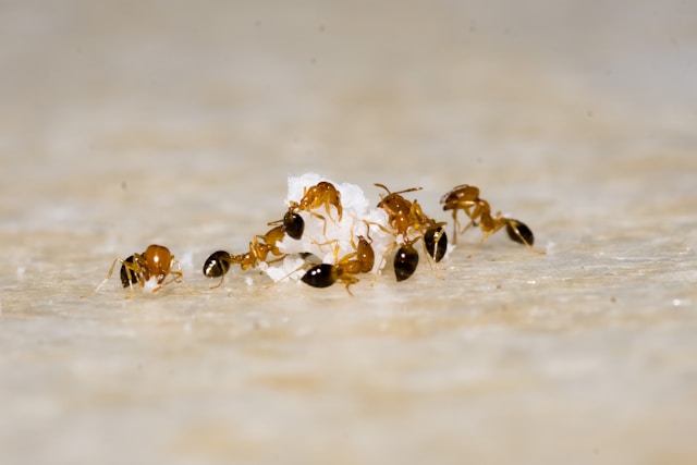Group of black and brown ants eating a white substance on the ground