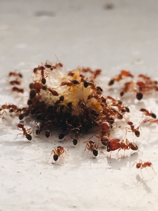 Group of ants eating a brown, sticky object
