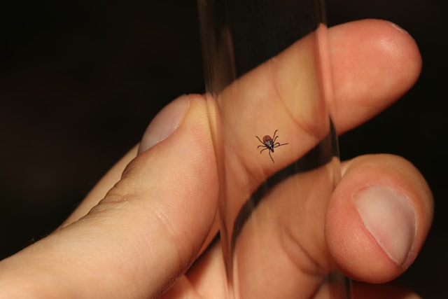 Small black tick held in a clear tube