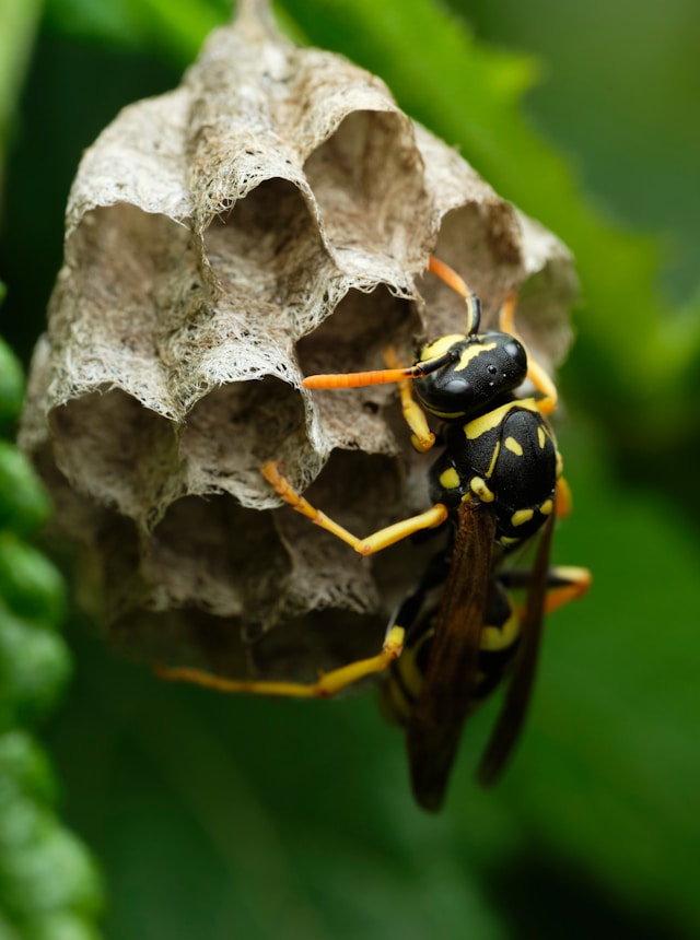 Wasp building a nest outdoors