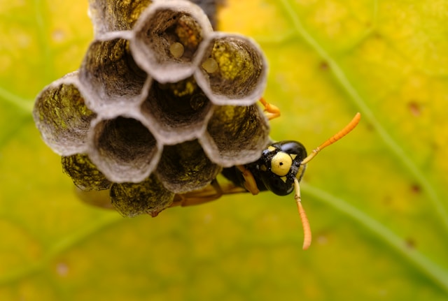 Yellowjacket hiding behind wasp nest