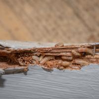 termites chewing through a piece of wood