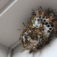 Wasp nest in rood or attic space covered with wasps