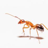 Red fire ant against a white background