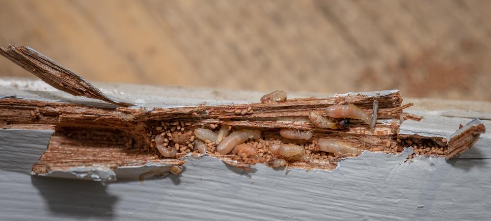 termites chewing through a piece of wood