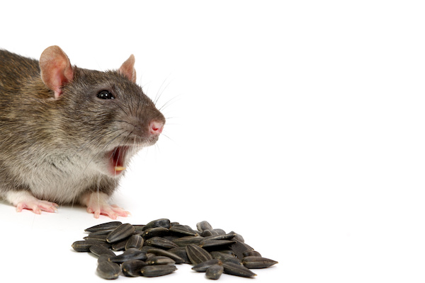 The big grey rat on a white background with sunflower seeds