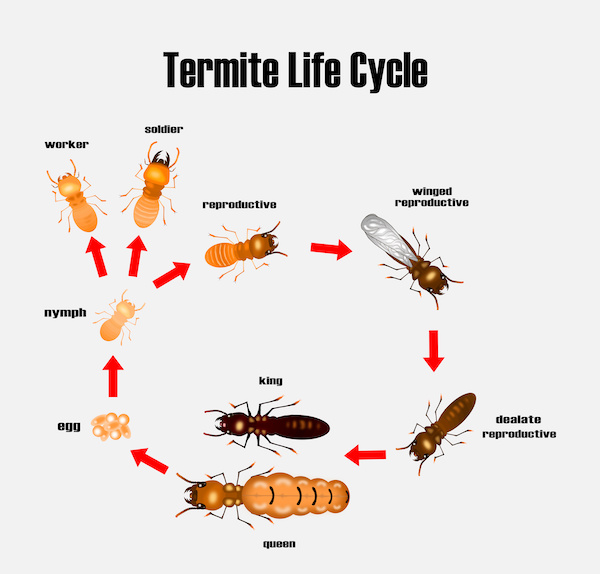 Termite life cycle graphic