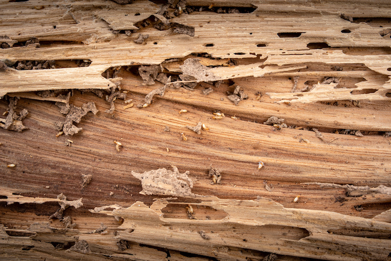 Background image Traces of wood that is eaten by termites, harms the wood by termites, wooden background