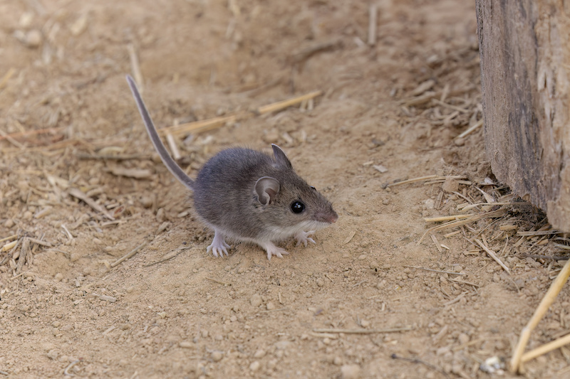 Small brown mouse on dirt