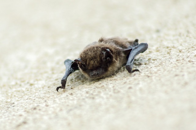 Bat crawling on the ground