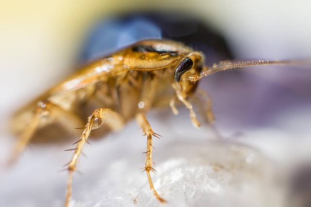 Cockroach crawling on a rock