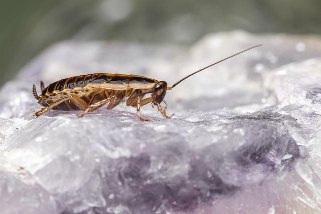 Cockroach crawling on a geode