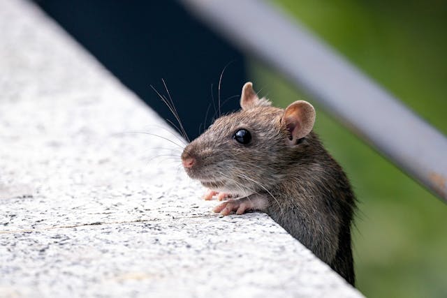 Rat peaking over a concrete fence 