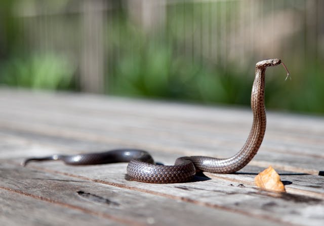 Brown snake raising its head up on a wooden table