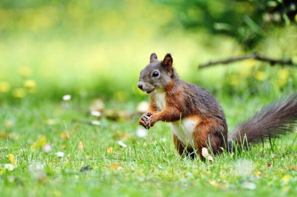 Squirrel in a lawn