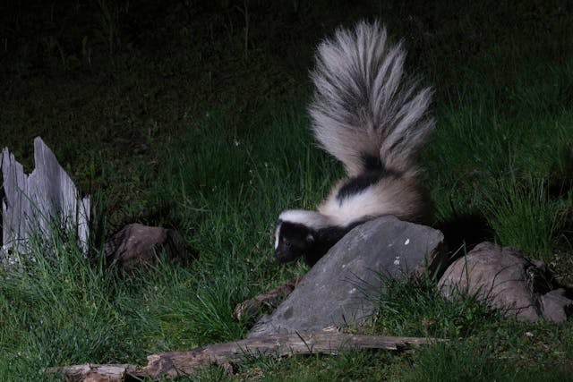 Skunk walking through grass