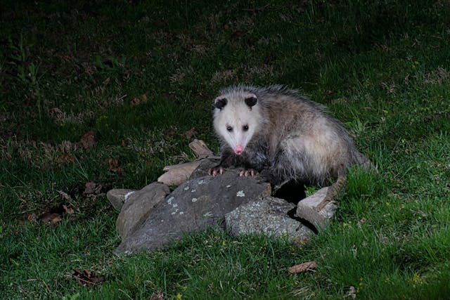 Skunk climbing a rock