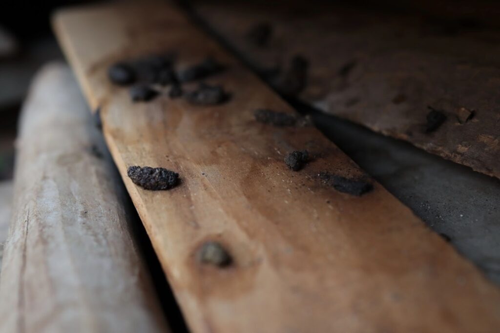 Rat droppings scattered across a wooden plank in a hidden corner of a home