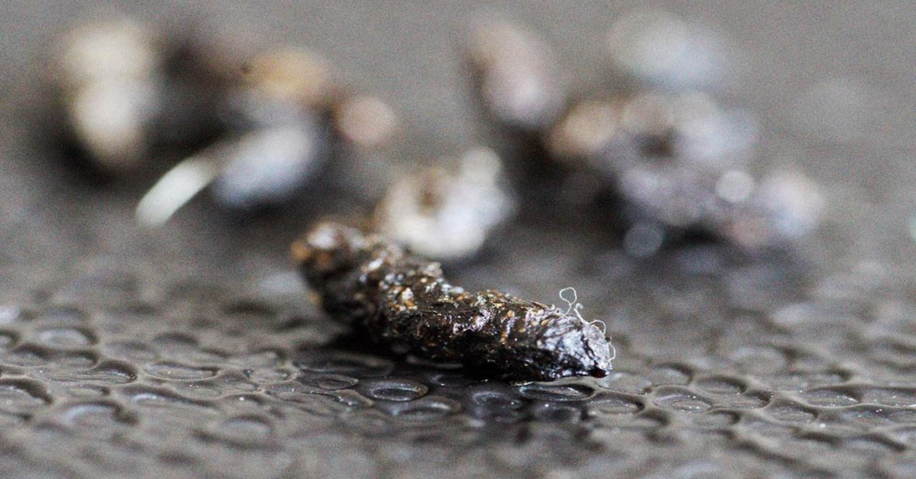 Close-up of small oblong squirrel droppings scattered on a dark wooden surface