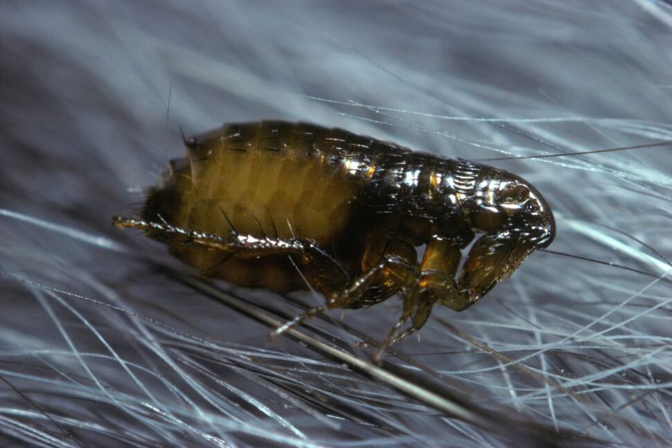 Close-up of a flea on a hair strand, a disease carrier that follows dead rodents indoors