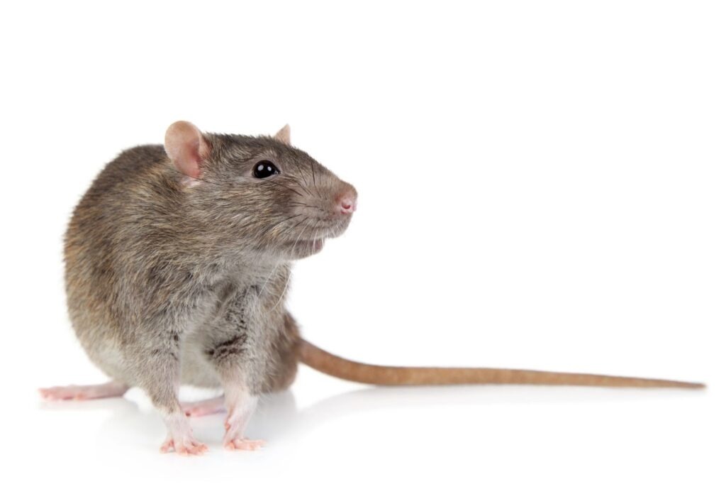 Brown rat standing on a white surface and looking sideways, a common indoor rodent