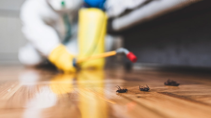 Pest control technician spraying insecticide with dead cockroaches on a wooden floor