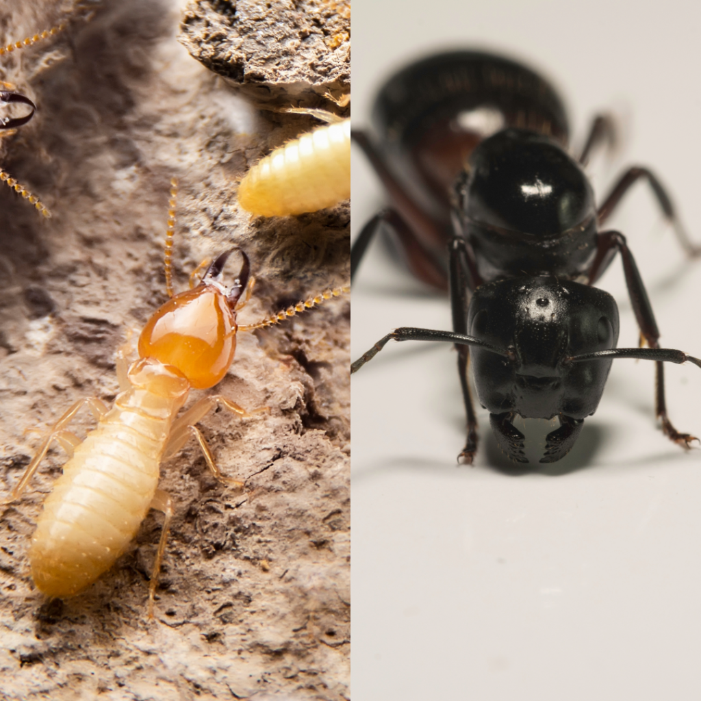 Close up of termite vs carpenter ant