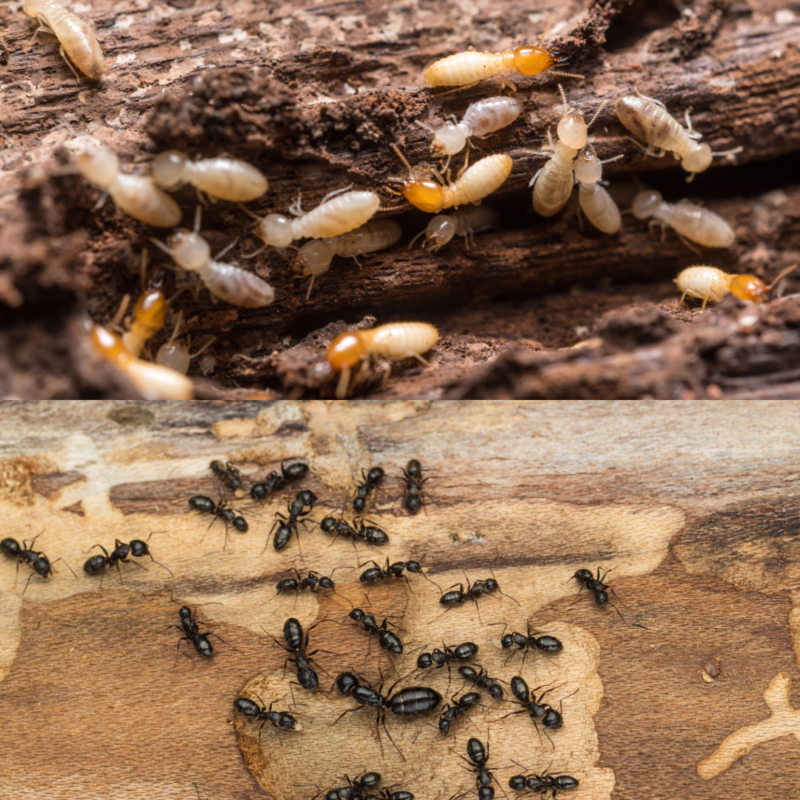 Termites vs carpenter ants