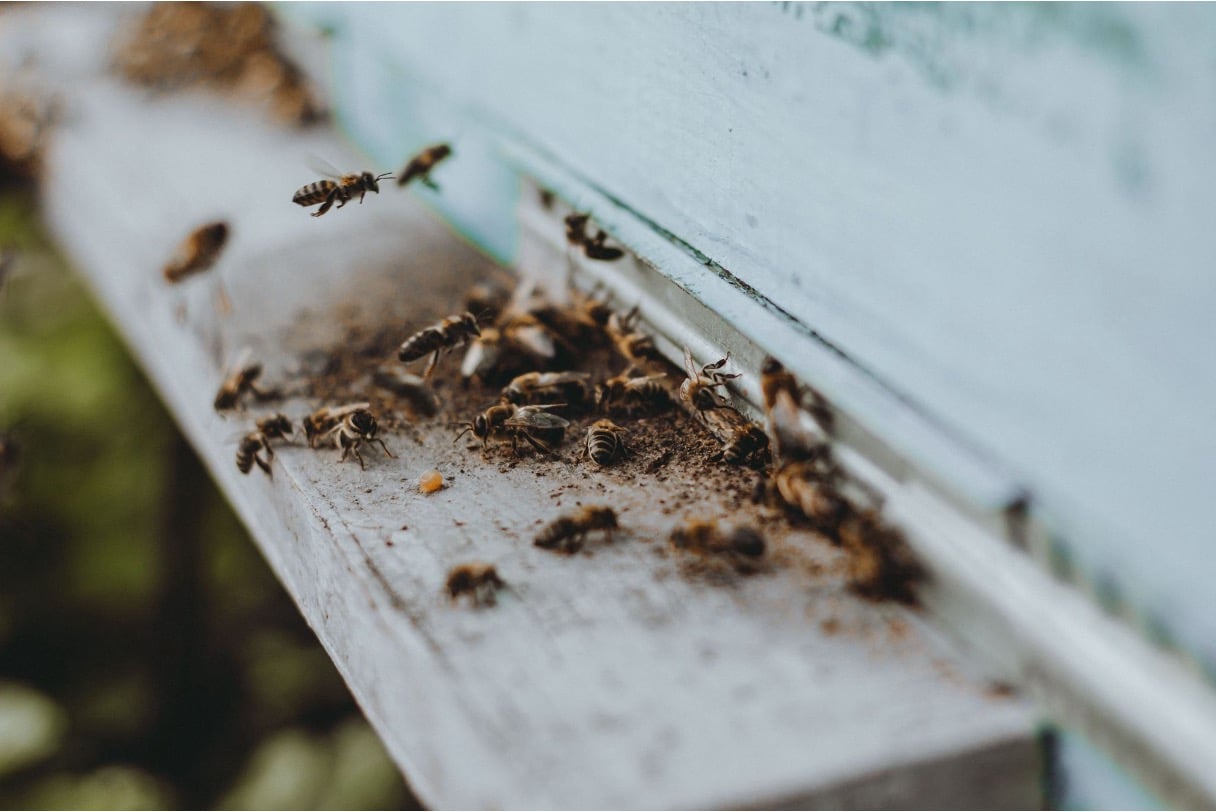 Closeup of bees on a window pane, warranting professional pest control services