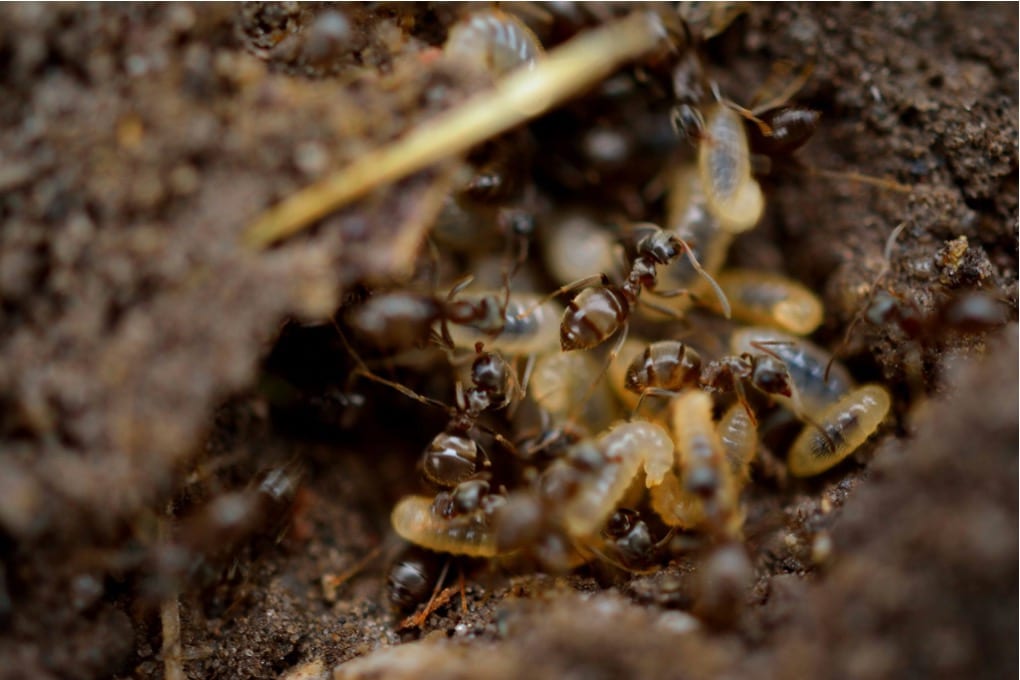 Closeup of ants in dirt