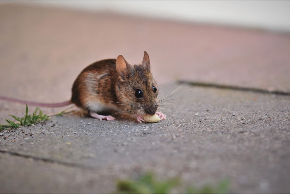 A small brown mice eating on a sidewalk