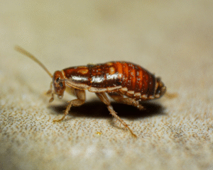 Cockroaches in Virginia: Main Species, Differences & Control Options ...