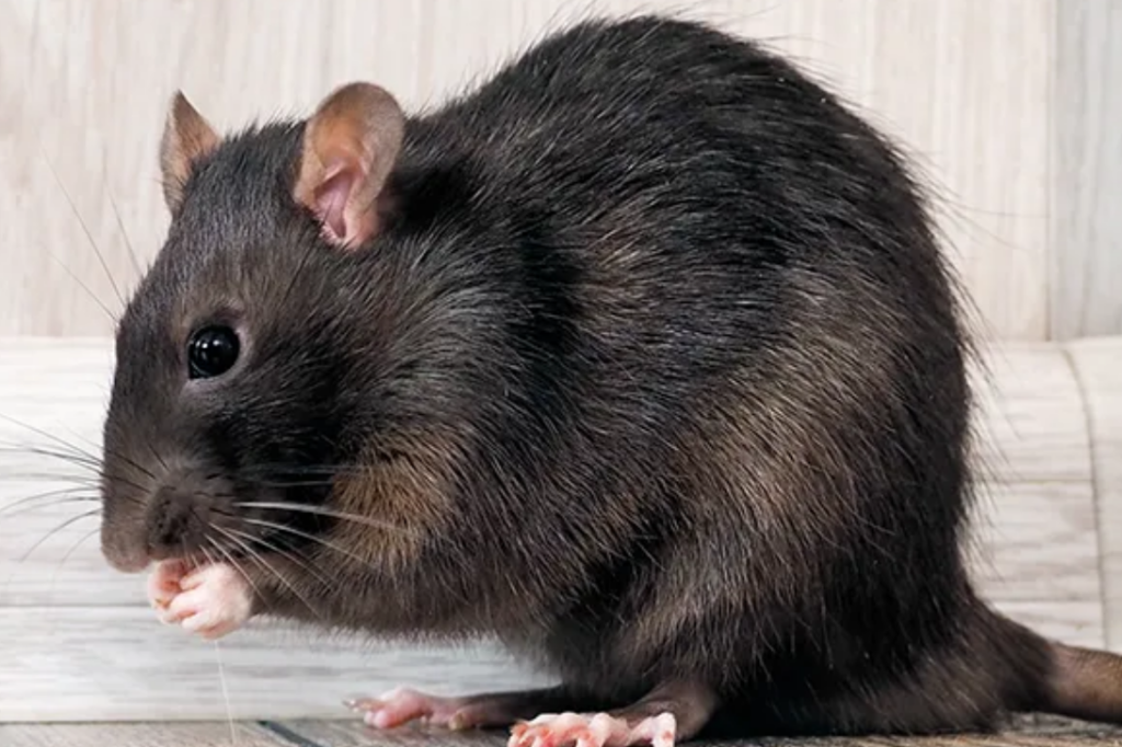 Close-up of a black rat with large rounded ears, dark eyes, and long whiskers holding food in its front paws on a tiled surface.