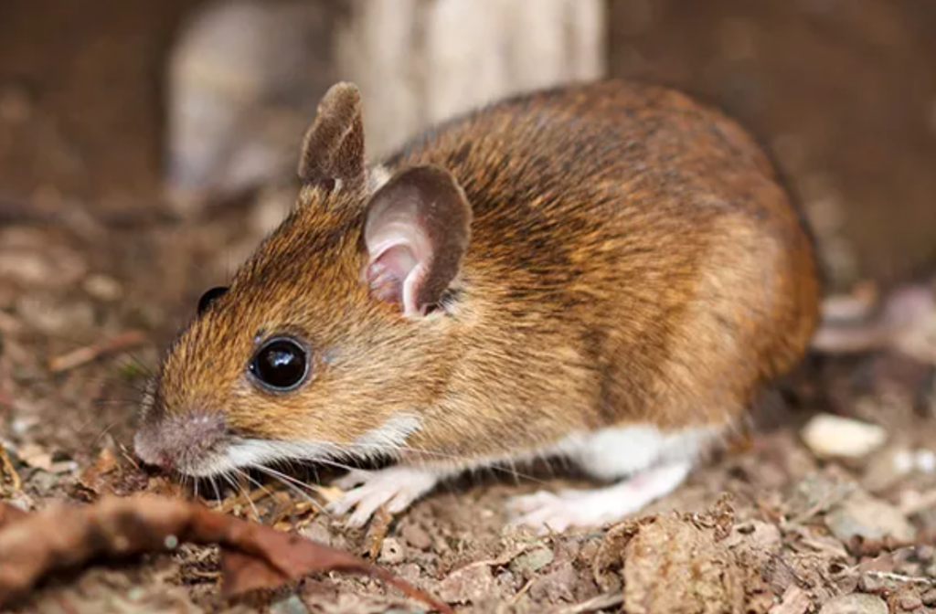 Close-up of a brown deer mouse with large rounded ears, large dark eyes, long whiskers, and a white belly crouched on a forest floor scattered with twigs and dried leaves.&nbsp;