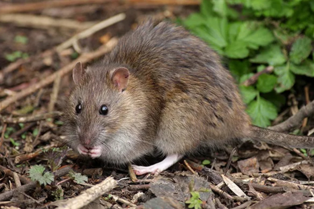 Close-up of a brown rat with small rounded ears, dark eyes, long whiskers, and a pale belly foraging on a bed of twigs and wood chips.&nbsp;