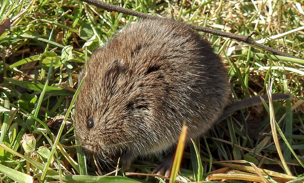 Close-up of a brown vole with small ears, dark eyes, and a stout furry body crouched among green grass blades and dried plant stems.