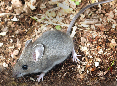 Close-up of a gray deer mouse with large pink ears and a long tail crawling across wood chips and dried leaves.
