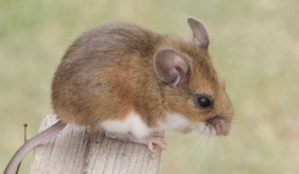 Close-up of a brown deer mouse with rounded ears and a white belly perched on a weathered wooden post.