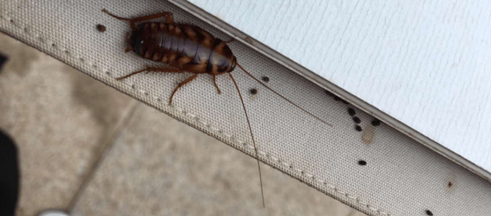 Mice vs Roach Droppings: Pictures & How to Tell the Difference ...