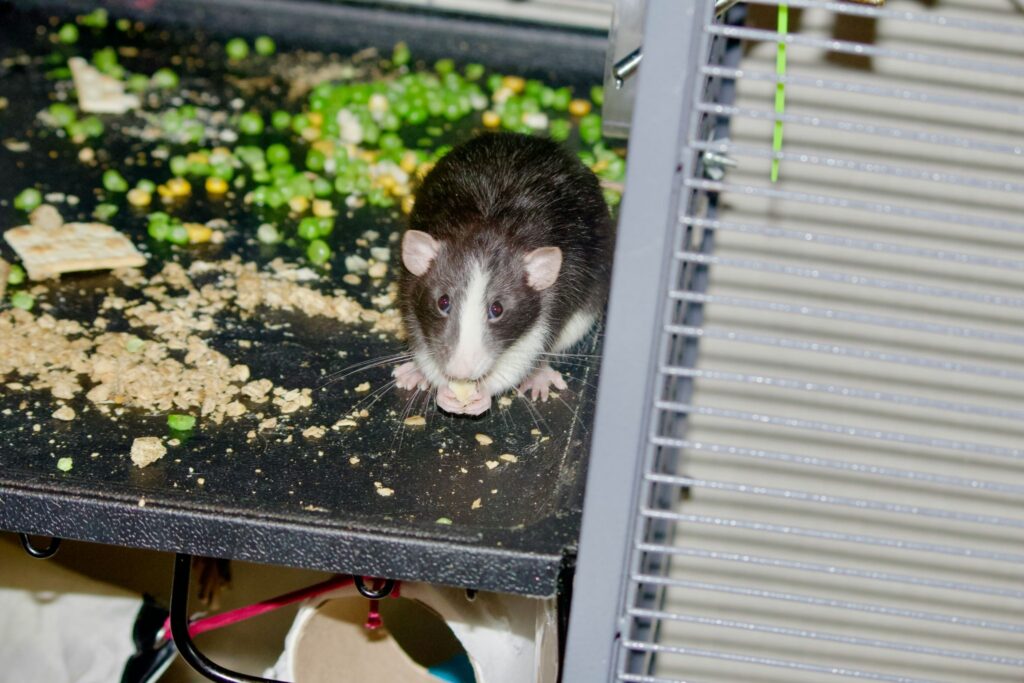 Close-up of a rodent eating scattered crumbs near a metal cage, a key sign of unsecured food storage.