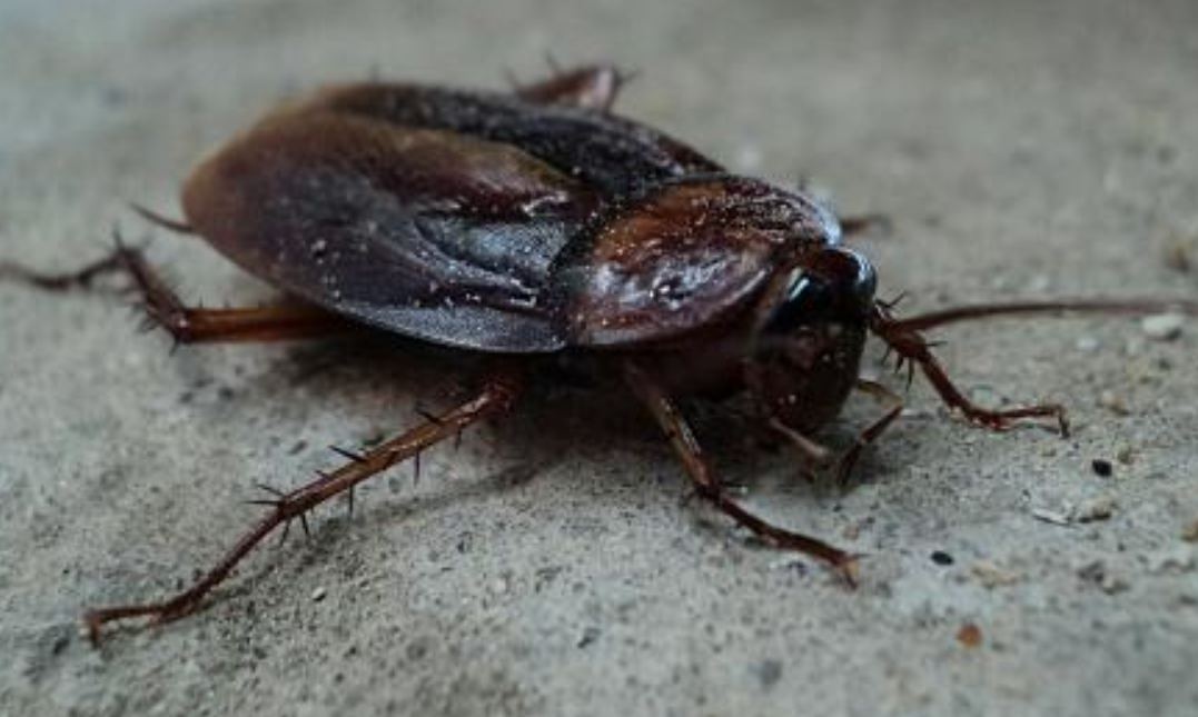 Cockroaches in Virginia: Main Species, Differences & Control Options ...