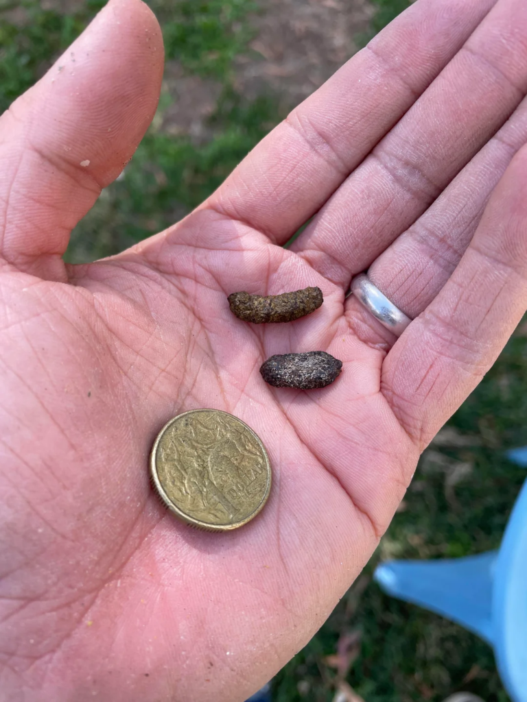 Close-up of possum droppings showing tapered ends and 1 to 2 inch length on soil.