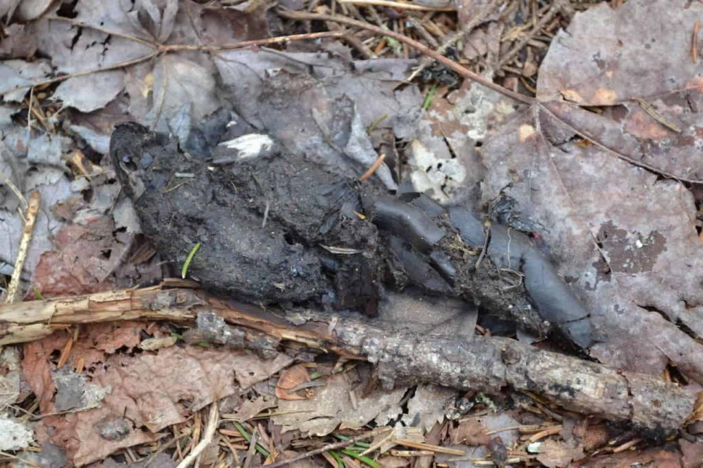 Pile of raccoon droppings with blunt ends and visible seeds at a latrine site.