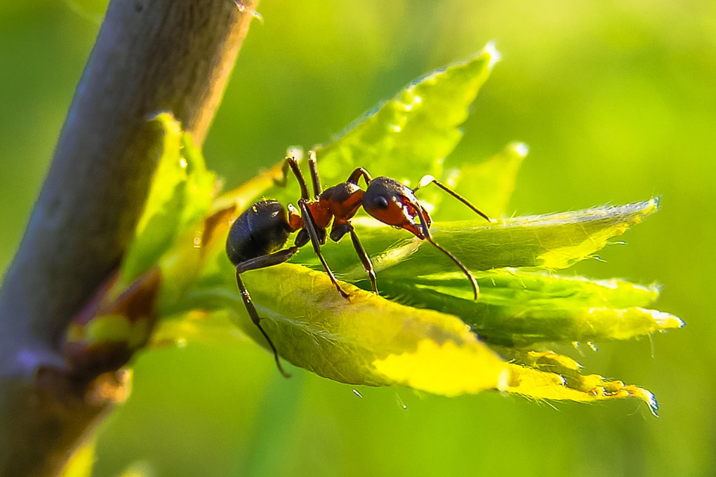 Closeup of a carpenter ant crawling on a plant leaf in a garden setting