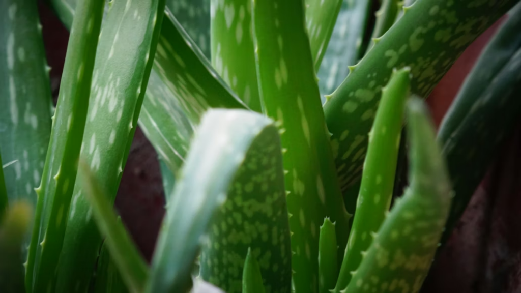 Closeup of an aloe vera plant with thick green leaves used to soothe ant bites