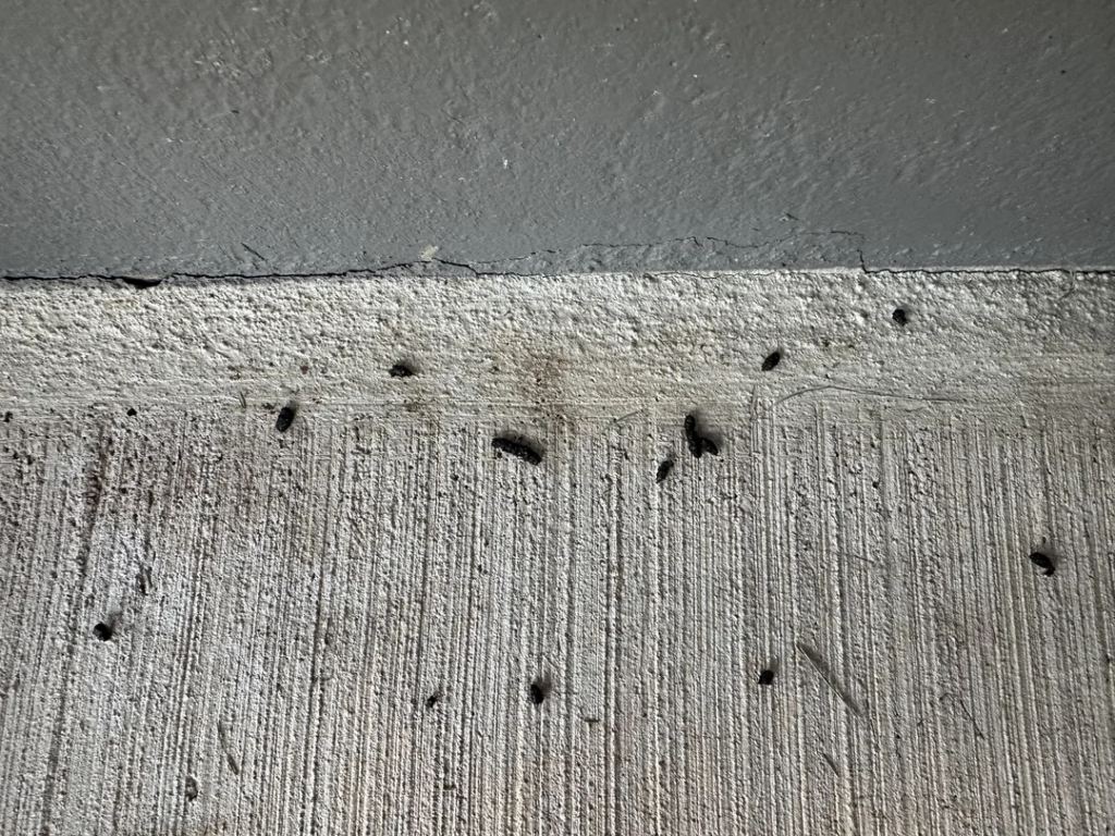 Dark brown bat guano scattered along a gray concrete ledge, a common sign of a bat roost