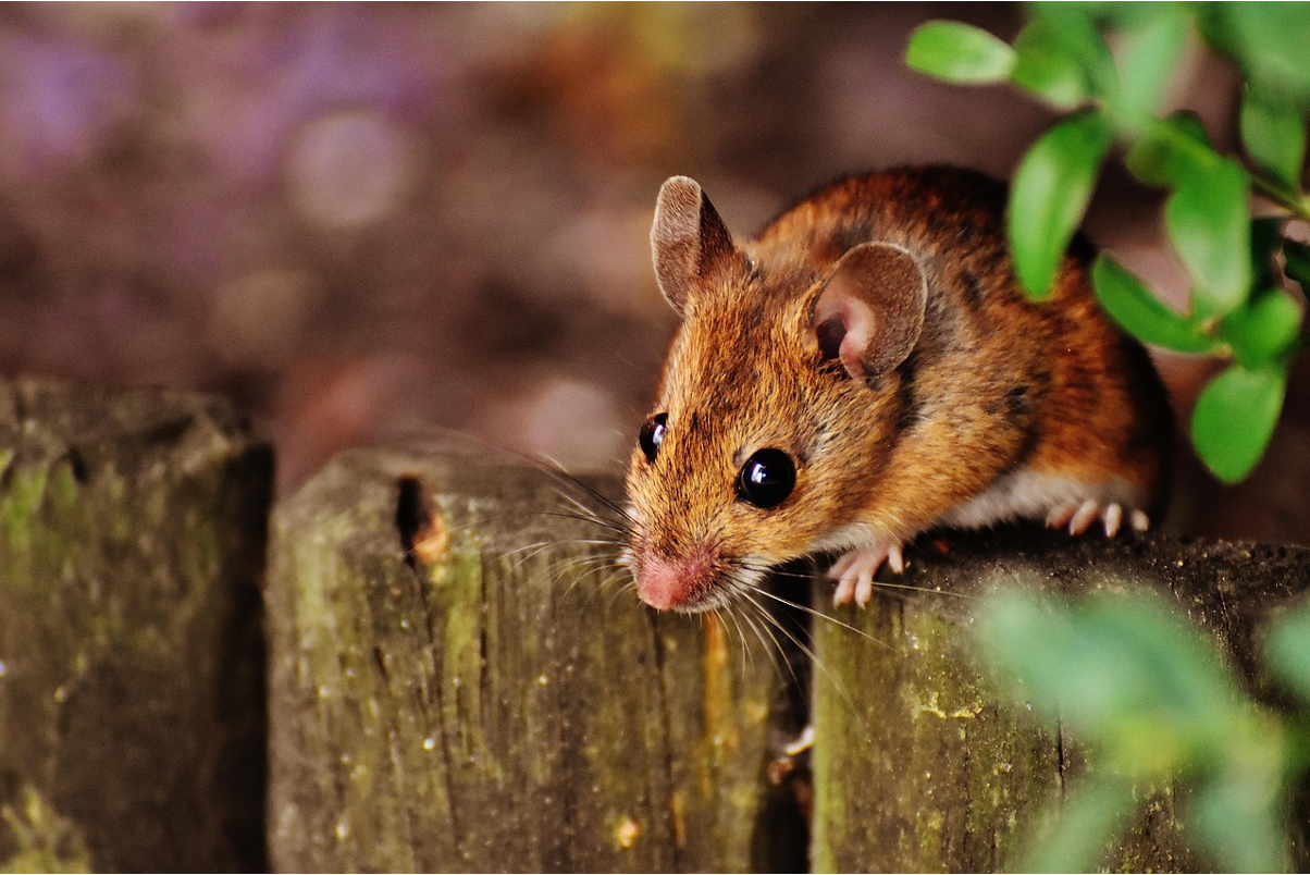 A brown rat near a home foundation in Reston, Virginia