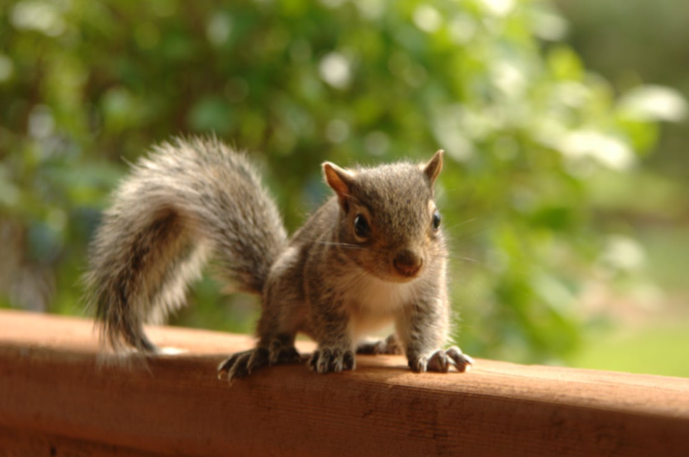 A brown squirrel